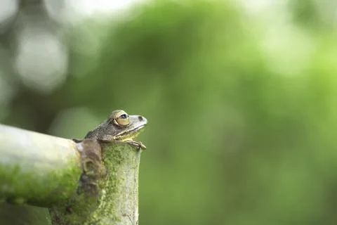 Common tree frog Golden tree frog in steel pipe Stock Photos