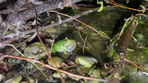Common tree frog, hyla arborea Stock Footage 240605770