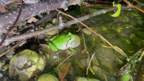 Common tree frog, hyla arborea Stock Footage 240605799