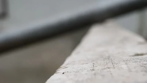 Common tree frog jumping on gray wall Stock Footage 132020279