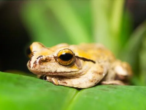 Common Tree Frog on the leaf - Rhacophorus Leucomystax Foto stock