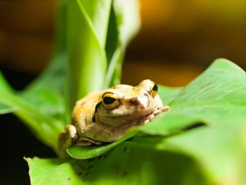 Common tree Frog on the leaf - Rhacophorus Leucomystax Stock Photos