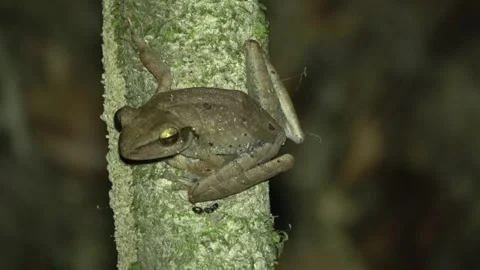 Common Tree Frog, Malaysia Stock-Footage 287358078