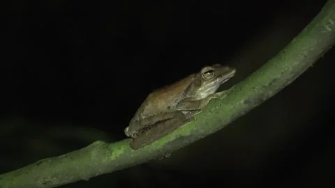 Common Tree frog, Malaysia Stock Footage 303778379
