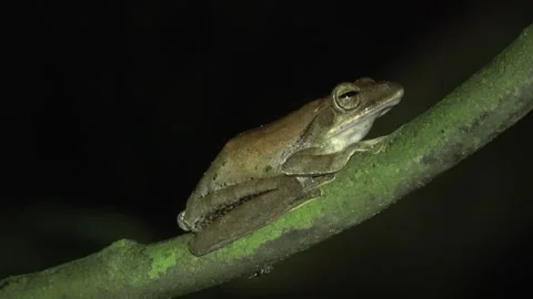 Common Tree frog, Malaysia Stock Footage 303778430