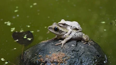 Common tree frog mating on coconut fruit Stock Footage 132019282