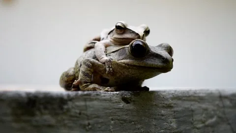 Common tree frog mating by the male is hugged on the female back Stock Footage 132019280