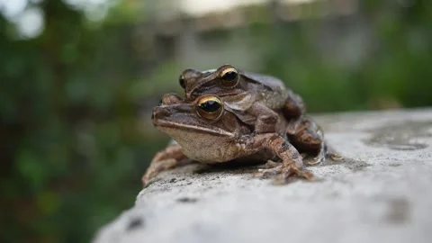 Common tree frog mating by the male is hugged on the female back Stock Footage 132020185