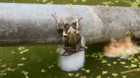 Common tree frog mating by the male is hugged on the female back Stock Footage 132020275