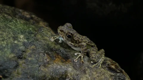 Common Tree Frog or Golden Tree Frog on rock in a forest. Stock Footage 92631513