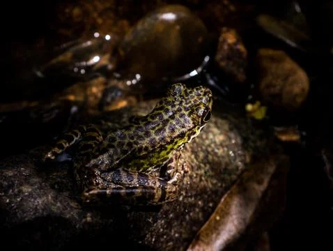 Common Tree Frog or Golden Tree Frog on rock near mountain stream creek water Foto stock
