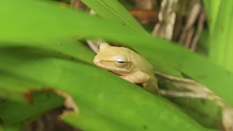 Common Tree Frog Perched on Green Leaf Breathing Rhythmically Stock Footage 346052980