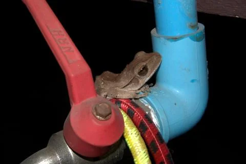 Common tree frog Stock Photos