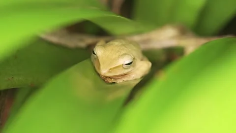 Common Tree Frog Resting Motionless on Broad Green Leaf Stock Footage 346053033