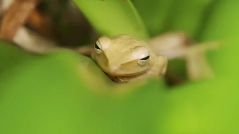 Common Tree Frog Resting Still on Sunlit Garden Foliage Stock Footage 345991719