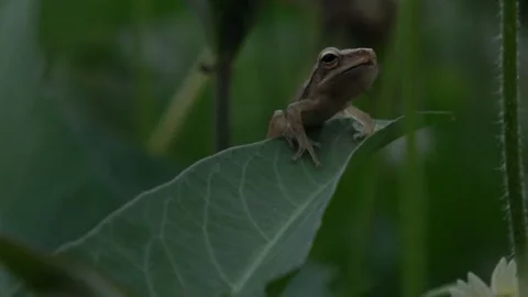 Common Tree Frog Sitting On A Water Spinach Leaf, Bottom Right Corner, 4K Video stock 307312065