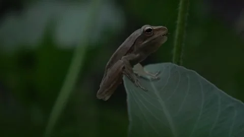 Common Tree Frog Sitting On A Water Spinach Leaf, Right Angle, 4K Stock Footage 307313562