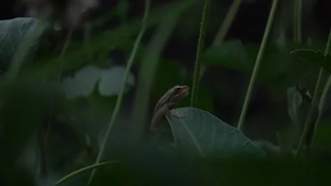 Common Tree Frog Sitting On A Water Spinach Leaf, Wide Right Angle, 4K Stock Footage 307381275