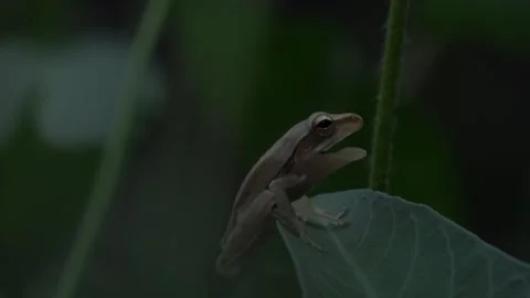 Common Tree Frog Sitting On A Water Spinach Leaf, Medium Right Angle, 4K Stock Footage 307388744