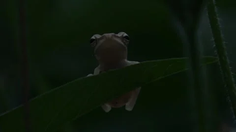 Common Tree Frog Sitting On A Water Spinach Leaf, Low Angle Medium, 4K Video stock 307462059