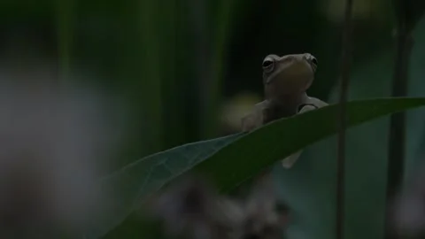 Common Tree Frog Sitting On A Water Spinach Leaf, Right Side Low Angle, 4K Video stock 307462284
