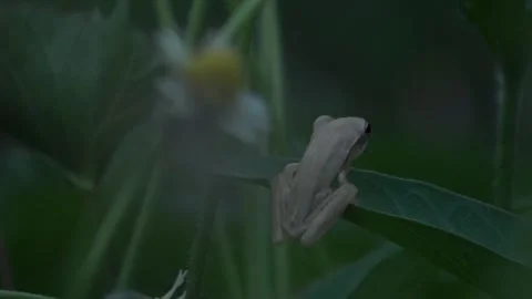 Common Tree Frog Sitting On A Water Spinach Leaf, Medium Shot From Behind, 4K Stock Footage 307462501