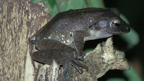 Common Tree frog, Thailand Stock-Footage 113219746