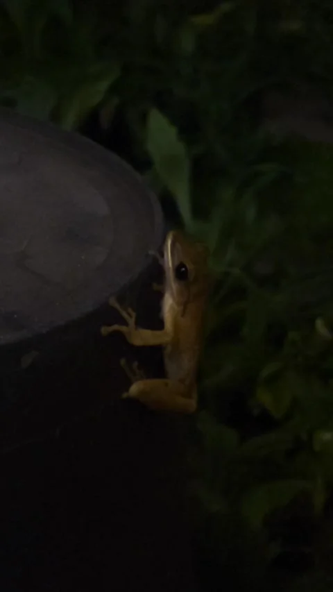 Common Tree Frog, Vertical Night View Stock Footage 306657645