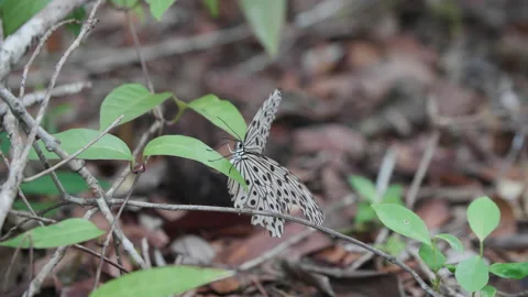 Common Tree Nymph Butterfly Flying from Leaf Stock Footage 144514190