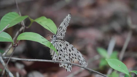 Common Tree Nymph Butterfly Sitting on Leaf Stock Footage 144512660