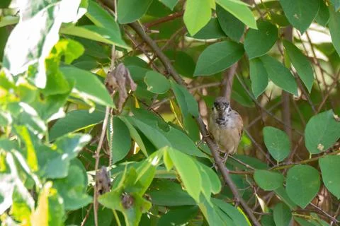 Common tree sparrow standing on branch Stock-Fotos