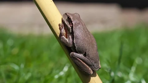 Common Tree Toad female, Hyla arborea Video stock 42887555