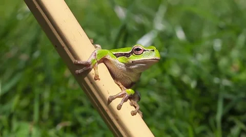 Common Tree Toad looking around and jumping, Hyla arborea Video stock 42887896