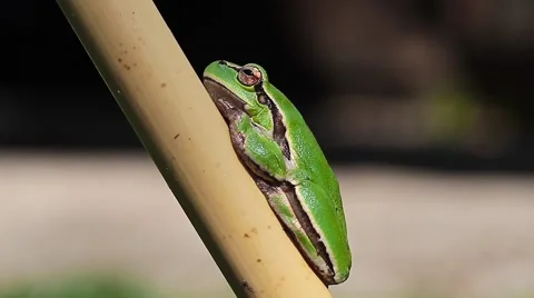 Common Tree Toad on a reed stick, Hyla arborea Video stock 42887034