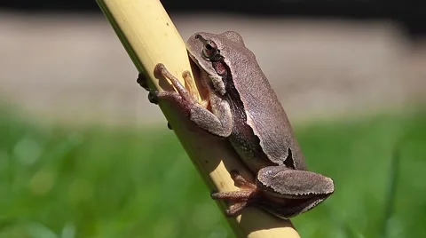 Common Tree Toad standing, Hyla arborea Video stock 42887639