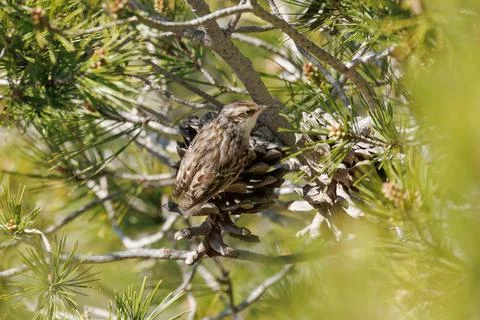 Common treecreeper perched on a pine cone among pine branches Stockfoto's