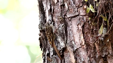 A common treecreeper is searching for fodder on a tree Stock Footage 274928534