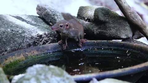 Common treeshrew dringing water, Stock Footage 255570908