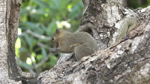 The common treeshrew eats nuts sitting on a tree Stock Footage 91624499