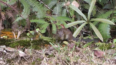 Common Treeshrew, Malaysia Stock Footage 88546754