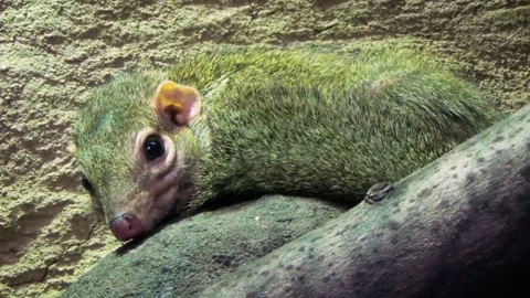 Common treeshrew (Tupaia glis) Stock Footage 259164834