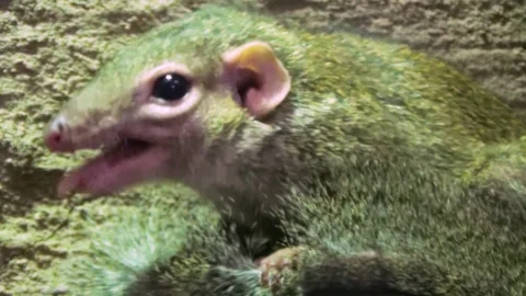 Common treeshrew (Tupaia glis) Stock Footage 259164850