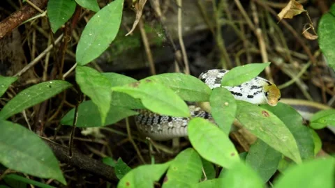Common trinket snake defensive behavior. Stock Footage 324782972