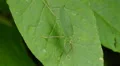 Common True Katydid (Pterophylla camellifolia) - Female 1 HD Footage