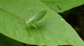 Common True Katydid (Pterophylla camellifolia) - Female 4 HD Footage