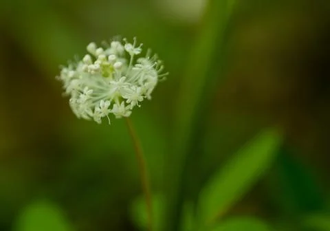 Common Valerian 库存照片