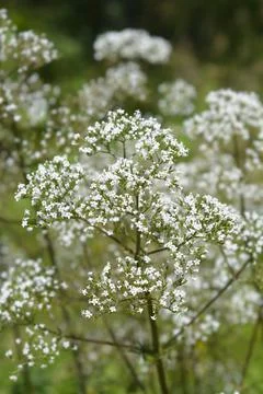 Common valerian Stock Photos