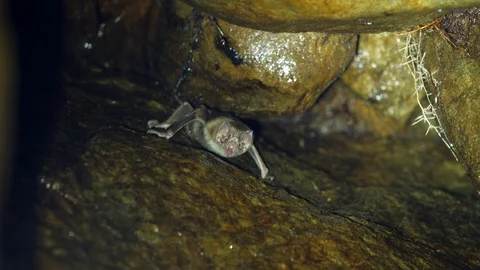 Common Vampire Bat (Desmodus rotundus) Video stock 121801703