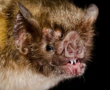 The common vampire bat (Desmodus rotundus). Stock Photos
