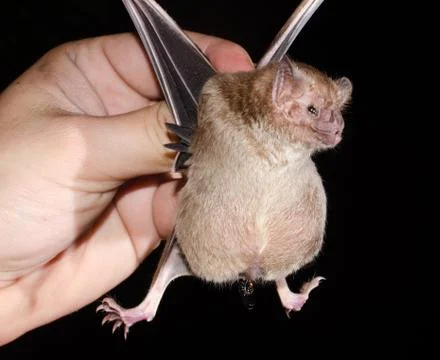 Common vampire bat (Desmodus rotundus) pregnant. Stock Photos